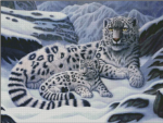 (image for) Snow Leopard and Cub